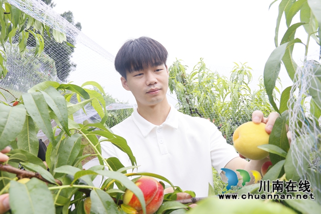 2.尖尖山家庭农场黄桃（罗兴 摄）.JPG