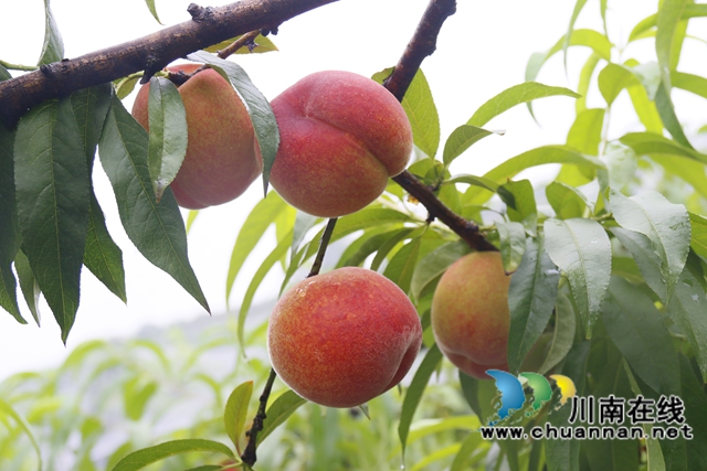 1.尖尖山家庭农场黄桃（罗兴 摄）.JPG