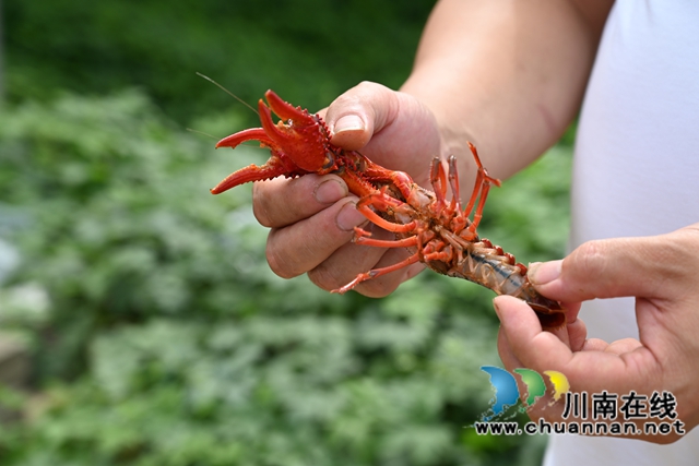 泸县:“水果小龙虾+大头虾”破解虾价低迷困境(图5) 展示水果小龙虾(李腾摄).jpg