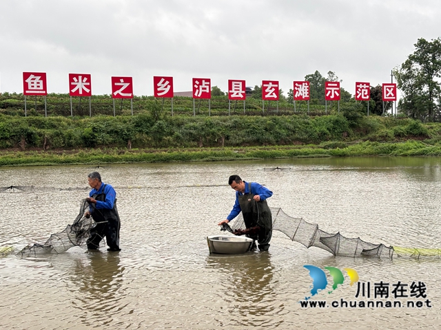 泸县:“水果小龙虾+大头虾”破解虾价低迷困境(图2) 捕捉小龙虾1(李腾摄).jpg