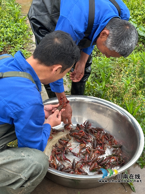 泸县:“水果小龙虾+大头虾”破解虾价低迷困境(图3) 分拣小龙虾(李腾摄).jpg