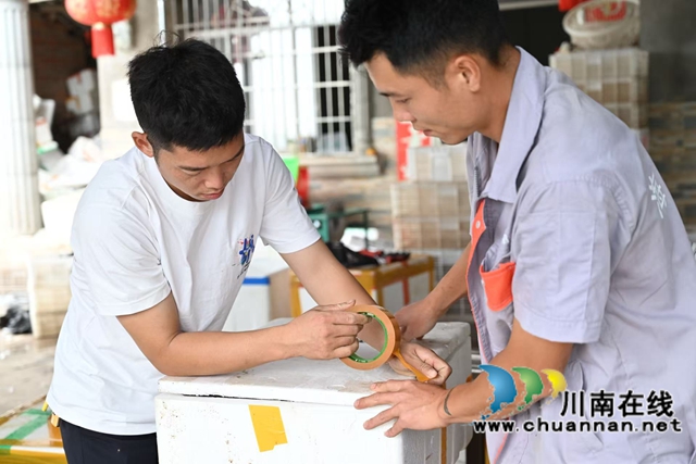 泸县:“水果小龙虾+大头虾”破解虾价低迷困境(图4) 包装水果小龙虾(李腾摄).jpg