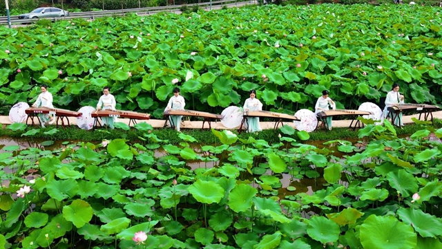 5km徒步活动、音乐会、露营、亲子活动……江阳区泰安街道“荷”你有约
