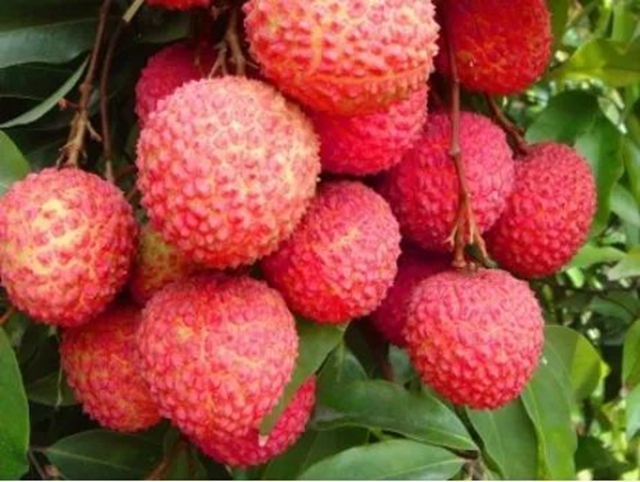 【关注】泸州女子吃下3斤荔枝，脚耙手软……