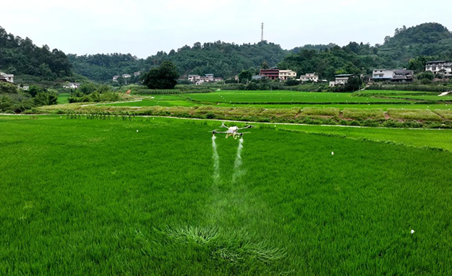 纳溪区：科技＋产业 让稻田变“聚宝盆”