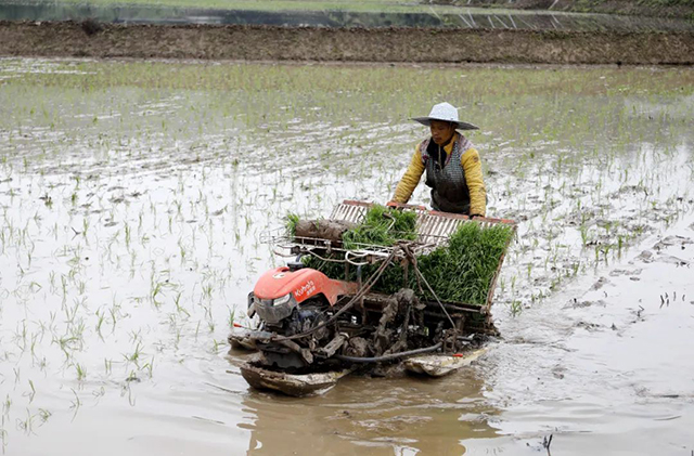 纳溪区:科技+产业 让稻田变“聚宝盆”(图2) 2.jpg