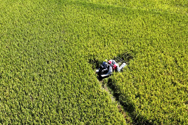 纳溪区:科技+产业 让稻田变“聚宝盆”(图4) 4.jpg