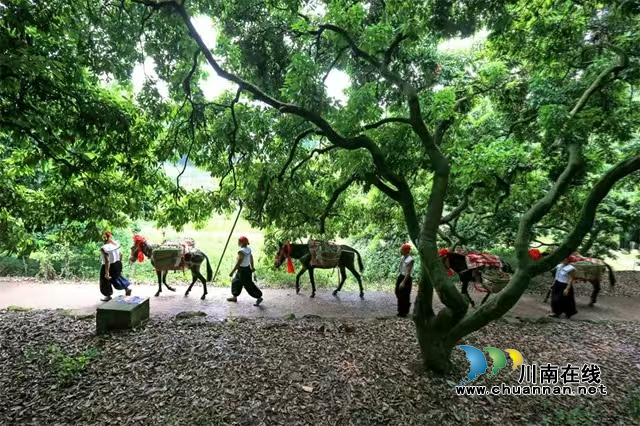 历史寓言中的廉政启示——评《长安的荔枝》看合江晚熟荔枝产业发展(图2) 荔枝2.png