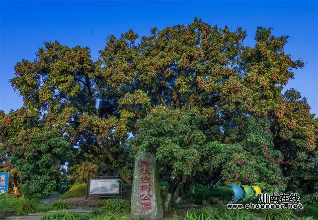 历史寓言中的廉政启示——评《长安的荔枝》看合江晚熟荔枝产业发展(图1) 荔枝1.png