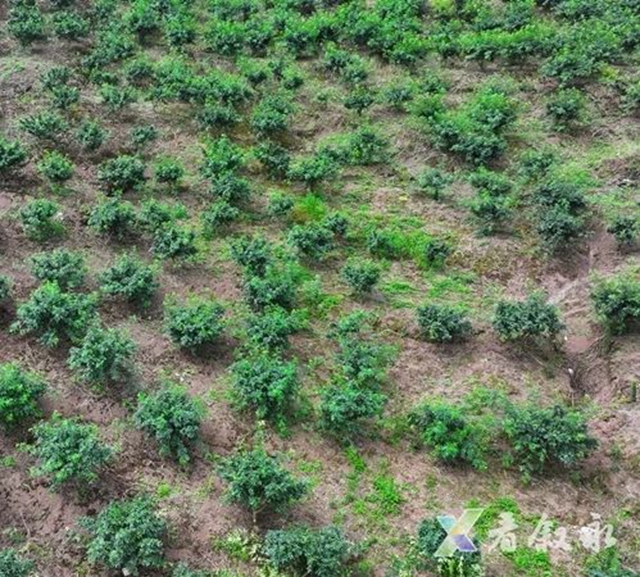 叙永黄坭:九叶青花椒丰收 无人机运输省力又省心(图2) 2.jpg