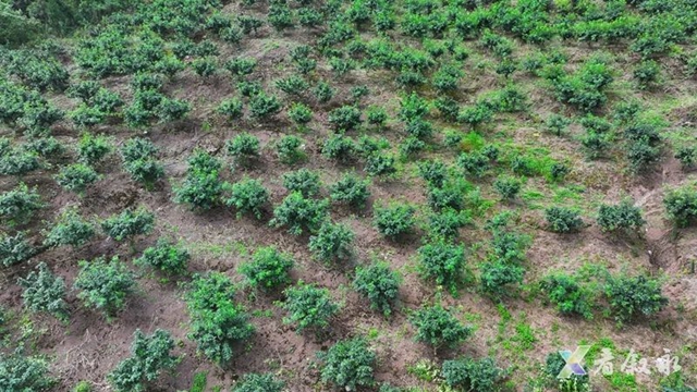 叙永黄坭:九叶青花椒丰收 无人机运输省力又省心(图1) 1.jpg