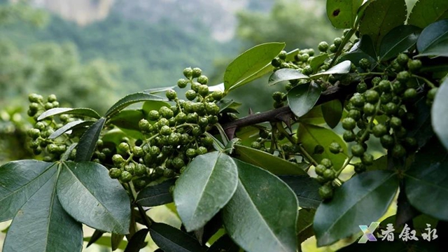 叙永黄坭:九叶青花椒丰收 无人机运输省力又省心(图5) 5.jpg