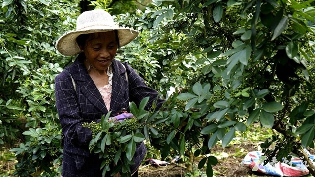 叙永黄坭:九叶青花椒丰收 无人机运输省力又省心(图4) 4.jpg
