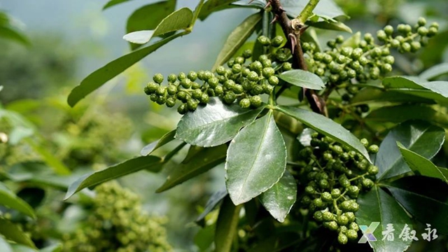 叙永黄坭:九叶青花椒丰收 无人机运输省力又省心(图3) 3.jpg