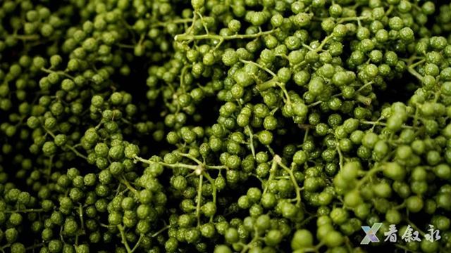 叙永黄坭:九叶青花椒丰收 无人机运输省力又省心(图7) 7.jpg