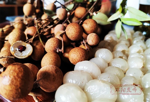 全国认证！泸州这里的桂圆“甜”出圈