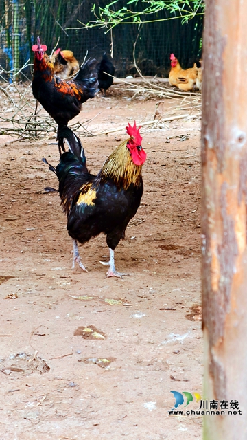 图3：健壮的山林土鸡.jpg