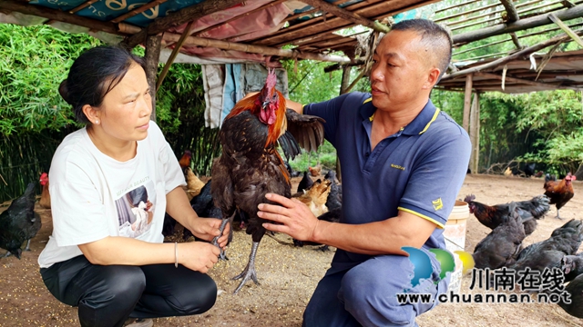 图4：余小平夫妇在观察土鸡.jpg