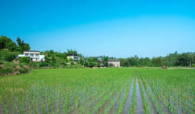 “粮安天下”！合江县耕地保护工作纪实