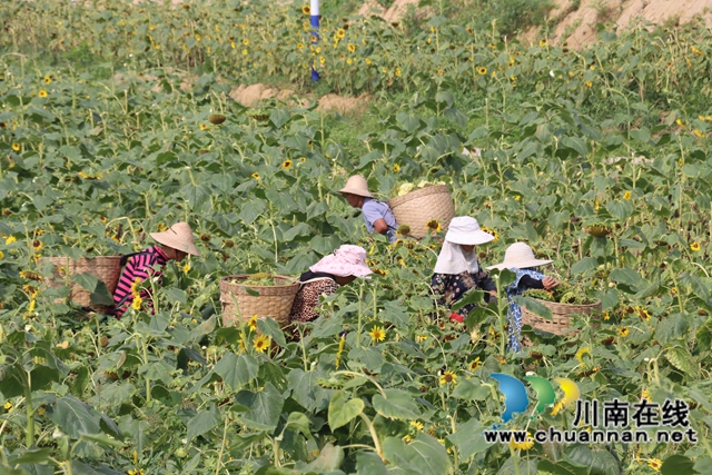 村民们采收向日葵（李桂涟摄）.jpg