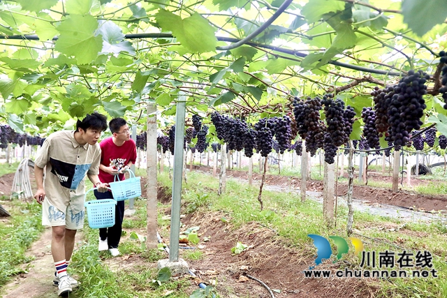 金龙葡萄园的“南太湖特早”(1).jpg
