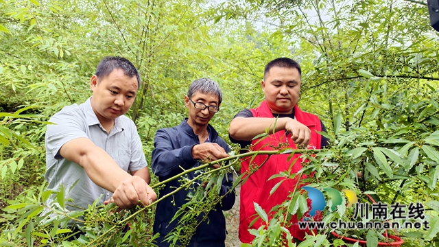图1：王大彬(左)、罗宾（右）帮陈正彬（中）采摘木姜子.jpg