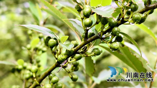 图2：木姜子圆润饱满.jpg