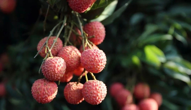 科技助力破解合江荔枝“大小年”难题