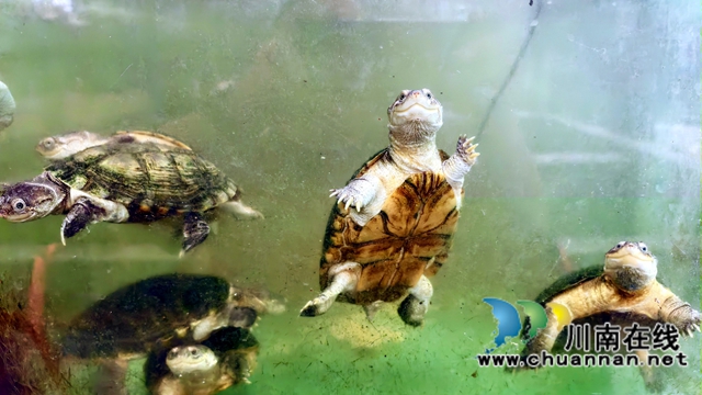 图3：宠物龟在玻琅缸里卖萌.jpg