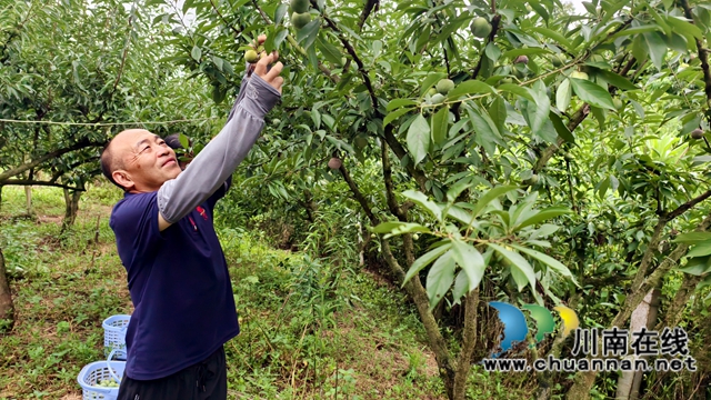 纳溪:采摘正当时 青脆李华丽变身“致富果”(图1) 图1:唐世川在采摘青脆李.jpg