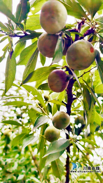 纳溪:采摘正当时 青脆李华丽变身“致富果”(图3) 图3:青脆李果大饱满.jpg