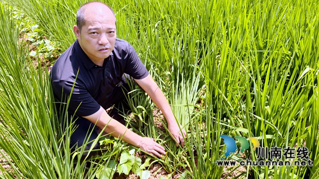 图1：李文海介绍种植的旱稻.jpg