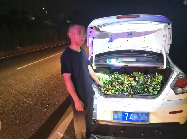 今年第一批偷合江荔枝的，已被抓……