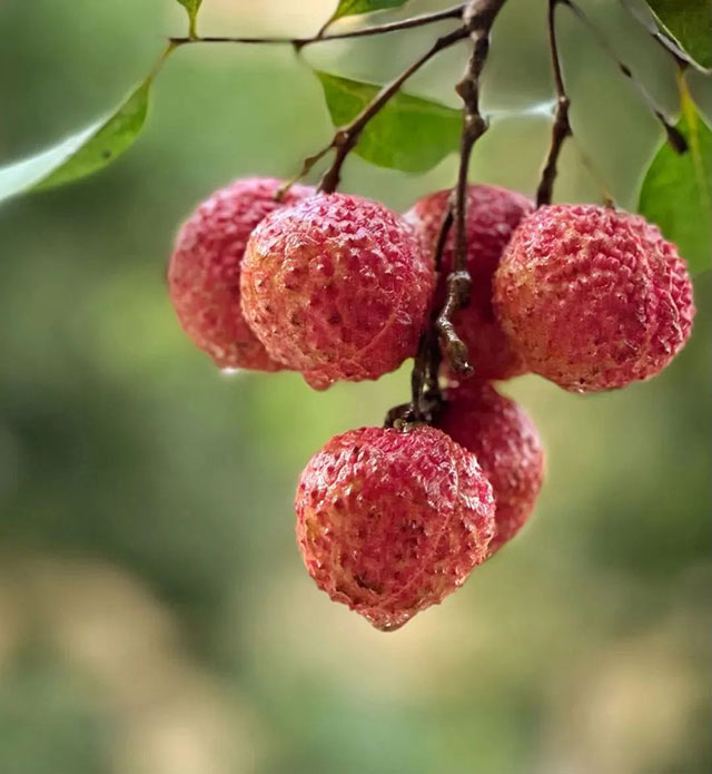 点燃夏秋消费热情,合江荔枝泸州桂圆的错峰甜蜜(图2) 2.jpg