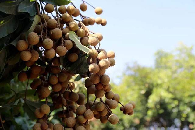 点燃夏秋消费热情,合江荔枝泸州桂圆的错峰甜蜜(图5) 5.jpg