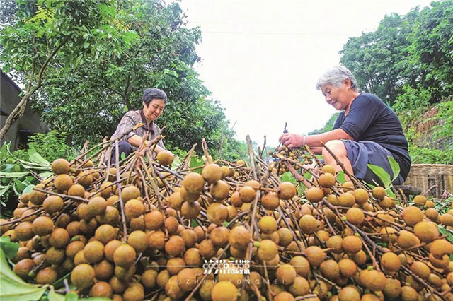 点燃夏秋消费热情,合江荔枝泸州桂圆的错峰甜蜜(图6) 6.jpg