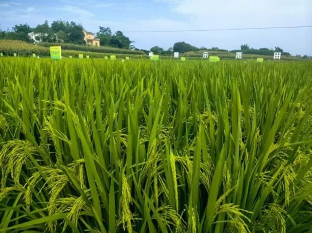 2025成渝现代高效特色农业带农业科技成果展示推介会在合江举办(图3) 农3.jpg