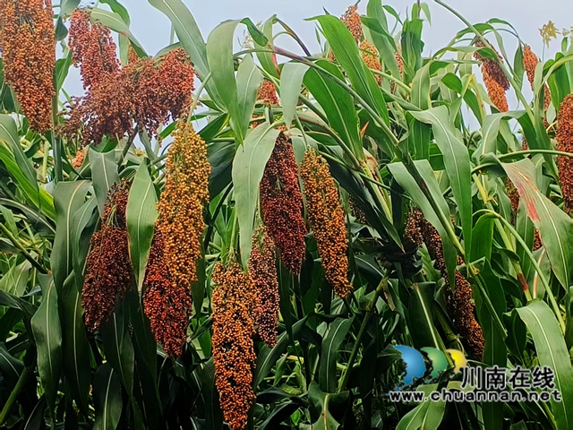 泸县天兴镇:高粱种植新技术增产又增收(图1) 丰收在望的高粱(赵铭巧摄).jpg