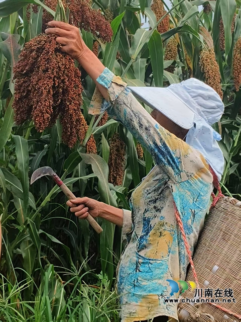 泸县天兴镇:高粱种植新技术增产又增收(图2) 村民收割高粱(赵铭巧摄).jpg