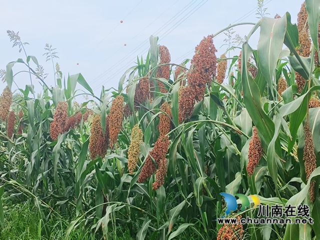 泸县天兴镇:高粱种植新技术增产又增收(图4) 长势良好的高粱(赵铭巧摄).jpg