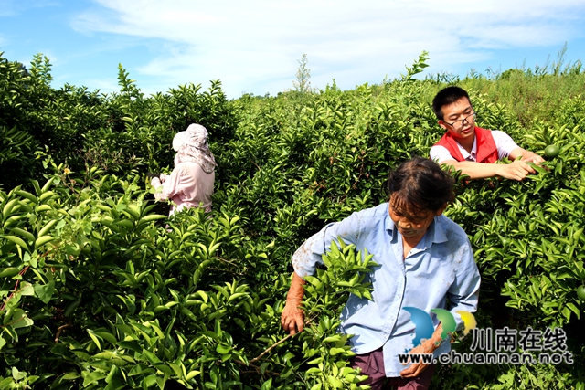 图为党员志愿者与村民共同采收枳壳2.JPG