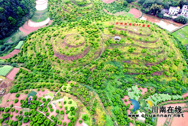 酸柑儿变黄金果!泸县枳壳规模种植与加工结合助农增收(图5) 图为泸州枳实枳壳核心基地.jpg