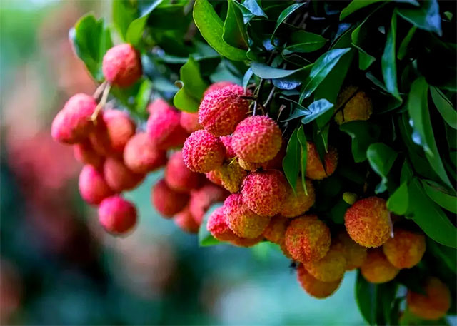 泸州的荔枝卖到了北美洲，卖出40元/斤