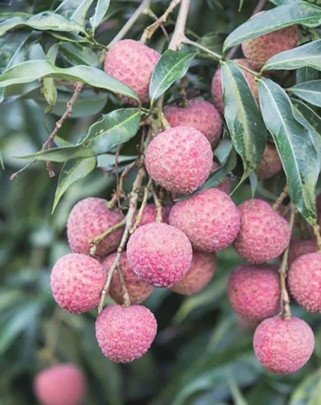 十二金钗凝荔韵 千年传奇续新篇┃合江荔枝十二金钗诗联里的晚熟传奇(图3) 绛沙兰.jpg