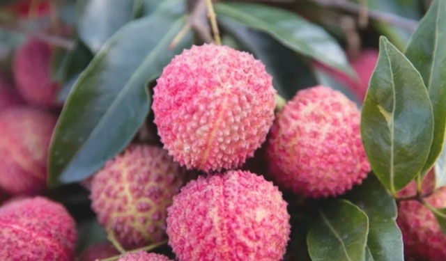 十二金钗凝荔韵 千年传奇续新篇┃合江荔枝十二金钗诗联里的晚熟传奇(图7) 带绿.jpg