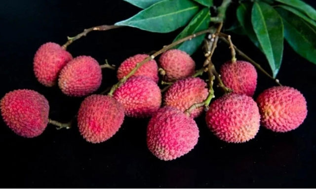 十二金钗凝荔韵 千年传奇续新篇┃合江荔枝十二金钗诗联里的晚熟传奇(图11) 托提.jpg