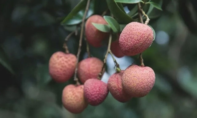 十二金钗凝荔韵 千年传奇续新篇┃合江荔枝十二金钗诗联里的晚熟传奇(图13) 楠木叶.jpg