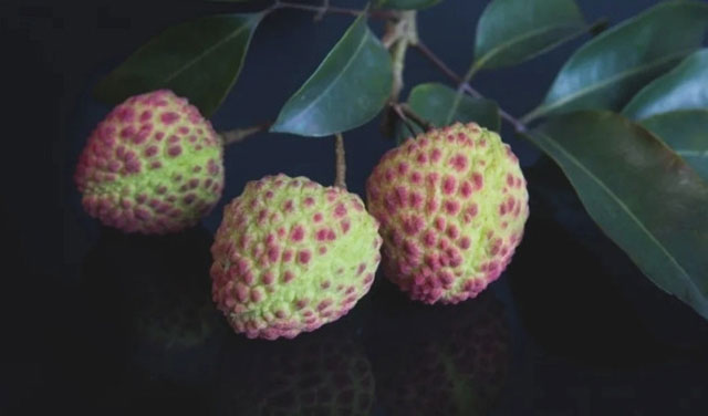 十二金钗凝荔韵 千年传奇续新篇┃合江荔枝十二金钗诗联里的晚熟传奇(图15) 仙进奉.jpg