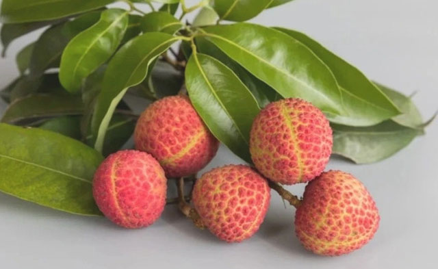 十二金钗凝荔韵 千年传奇续新篇┃合江荔枝十二金钗诗联里的晚熟传奇(图19) 冰荔.jpg