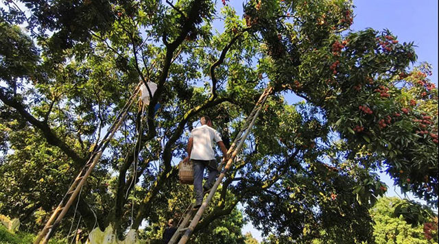 十二金钗凝荔韵 千年传奇续新篇┃合江荔枝十二金钗诗联里的晚熟传奇(图28) AA1ISGci.jpg